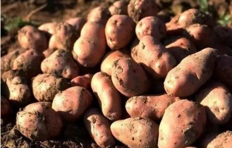 一斤一塊五——實(shí)名制洋芋網(wǎng)銷訂單累計近4萬單