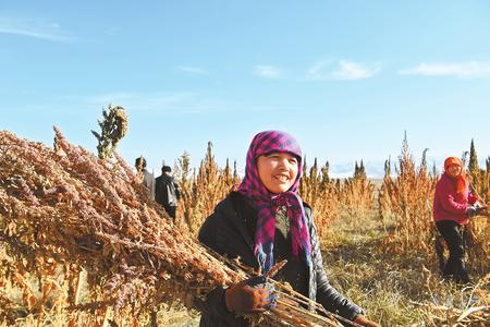 藜麥香飄新家園——天?？h易地扶貧搬遷工作掠影