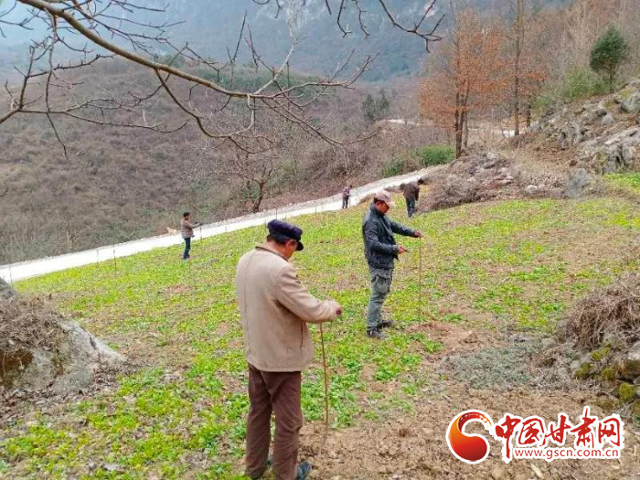 【甘肅全民戰(zhàn)“疫”】戰(zhàn)“疫”中，隴南稻坪的春天