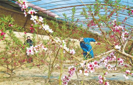 張掖山丹縣：緊抓春耕農業(yè)生產不放松（圖）