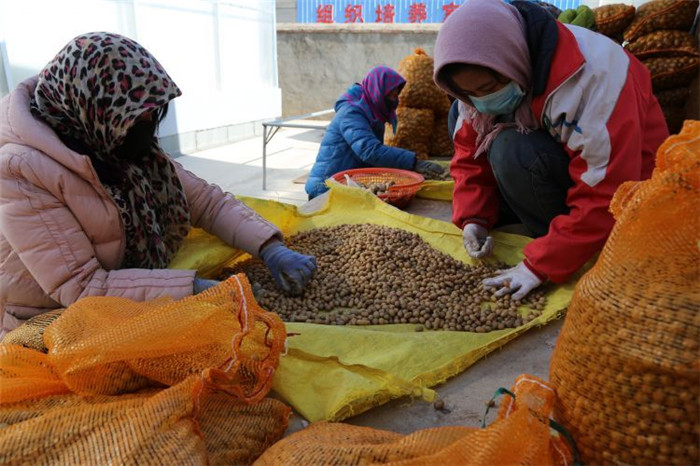 了不起！甘肅定西馬鈴薯良種出口7個國家