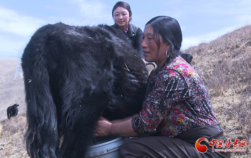 甘肅合作：高原上盛開了一朵美麗的“格?；ā保▓D）