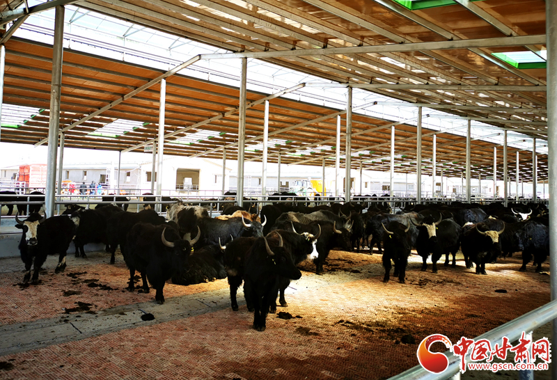 【甘肅省決戰(zhàn)決勝脫貧攻堅(jiān)】農(nóng)牧結(jié)合養(yǎng)起“脫貧?！?產(chǎn)業(yè)增效共唱“致富歌”