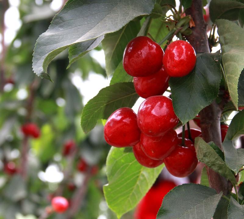 趕緊約起來(lái)！民勤紅旗谷櫻桃采摘園開(kāi)園啦！