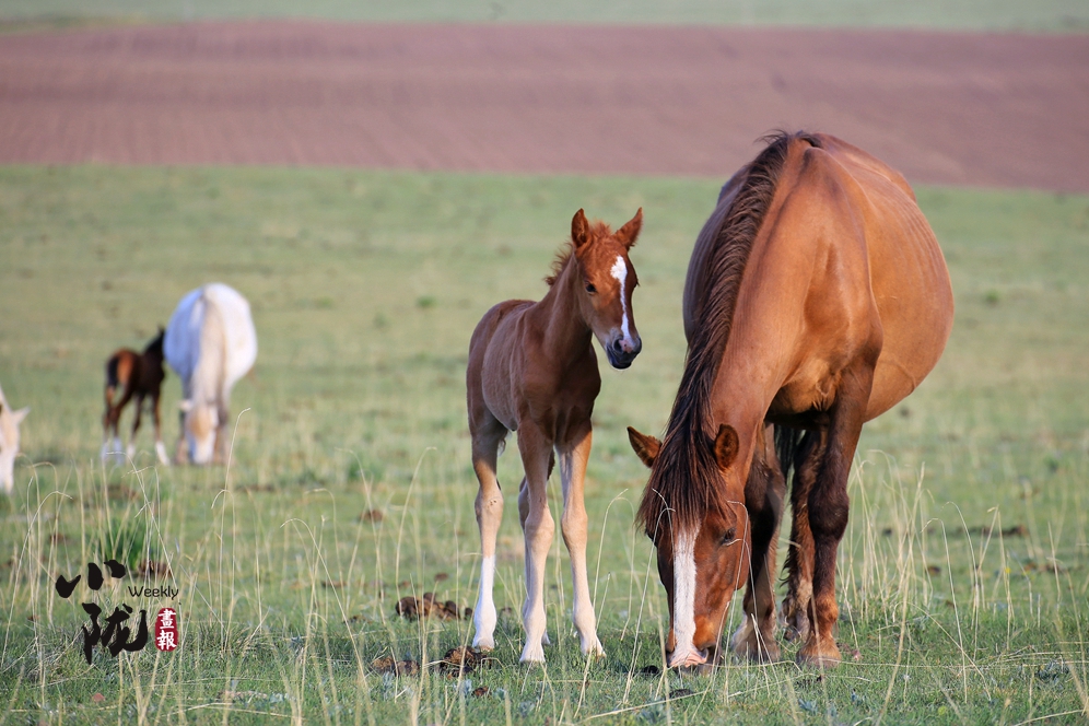 【小隴畫報(bào)·88期】跨越千年 走進(jìn)亞洲最大的馬場(chǎng)