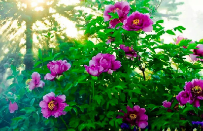 【“甘味”故事】“百花王”駕到！國(guó)色傾城正當(dāng)時(shí)