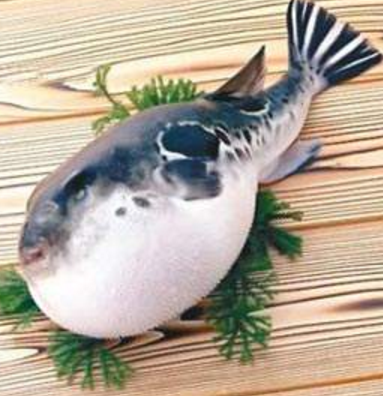 蘭州市市場監(jiān)督管理局發(fā)布通告禁止違法加工、經(jīng)營河豚魚