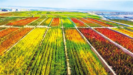 拉開架勢興產(chǎn)業(yè)——武威天?？h發(fā)展特色農(nóng)業(yè)綜述