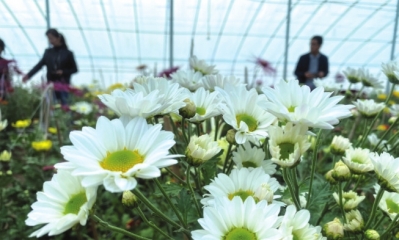 白銀市顧家善 上萬(wàn)盆菊花傲然綻放待君來