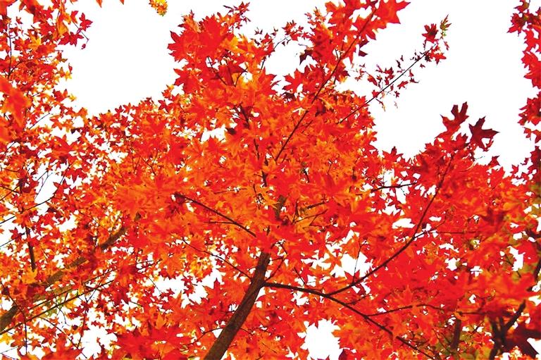 出彩啦！蘭州高校秋景驚艷來(lái)襲，快到秋日調(diào)色盤(pán)里pick你的母校