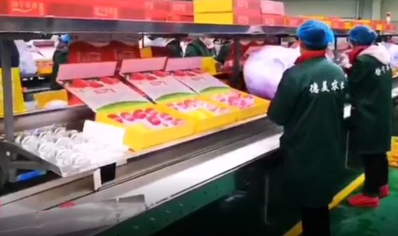 【獨家視頻】快訊丨甘肅省委副書記、代省長任振鶴在靜寧縣調(diào)研蘋果產(chǎn)業(yè)發(fā)展