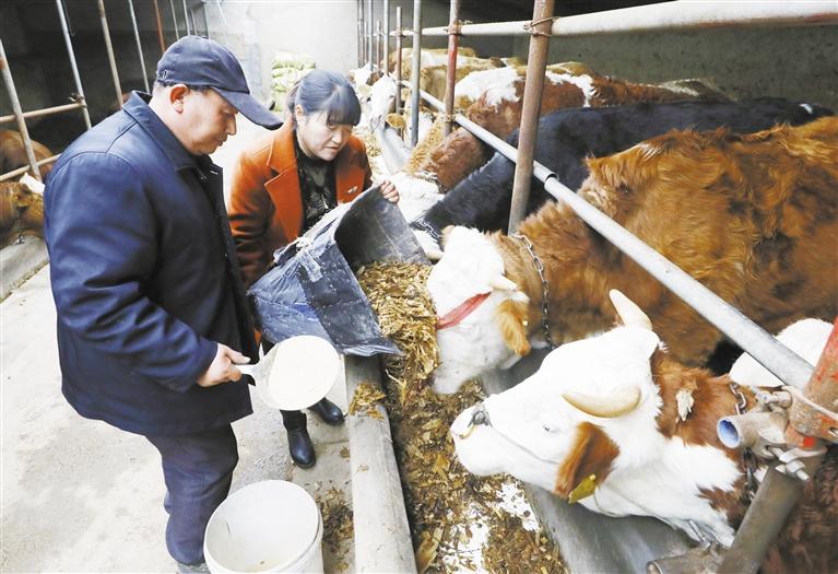 我和我的家鄉(xiāng)丨定西臨洮縣黨家墩村：“牛”產(chǎn)業(yè)帶來“?！比兆?>
        </a><em>我和我的家鄉(xiāng)丨定西臨洮縣黨家墩村：“?！碑a(chǎn)業(yè)帶來“?！比兆?/em></li>
    <li><a  target=