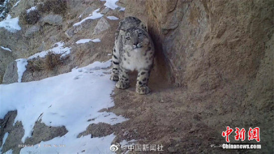 精靈漫步！甘肅阿克塞祁連山深處現(xiàn)雪豹身影