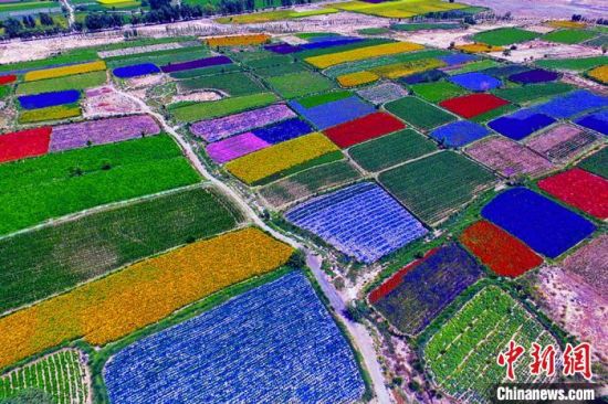 甘肅酒泉：除了天時(shí)地利，還有一“種”力