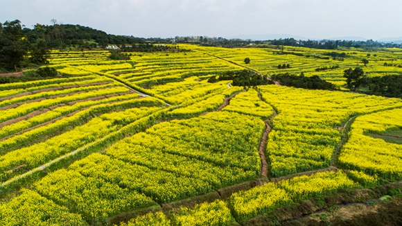 千余畝油菜花盛開。廖濤 攝