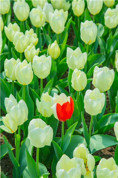 花叢中，別具一格。羅云希 攝