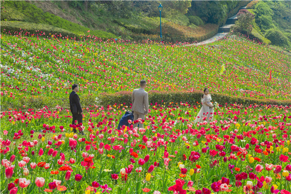 花海間，拍上一組美美的婚紗照。羅云希 攝
