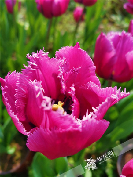 特色郁金香品種，花邊呈鋸齒狀。華龍網(wǎng)—新重慶客戶(hù)端記者 舒婷 攝