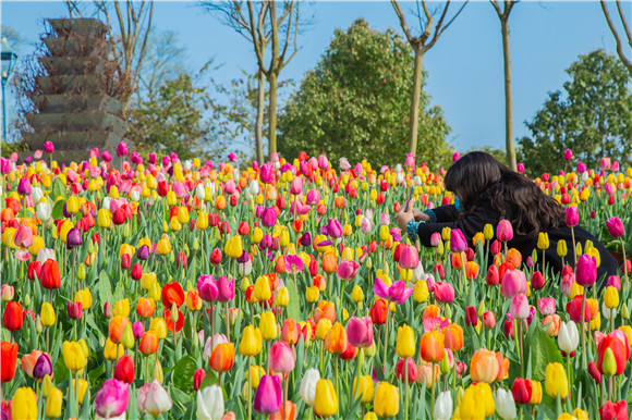 五顏六色郁金香花海。羅云希 攝
