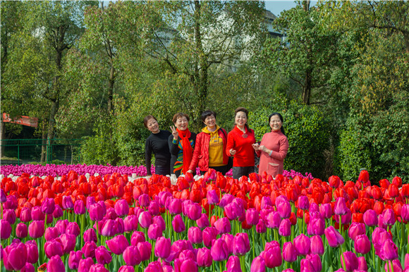 游客在郁金香花海里拍照打卡。羅云希 攝