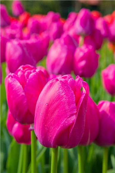 郁金香嬌艷欲滴。羅云希 攝