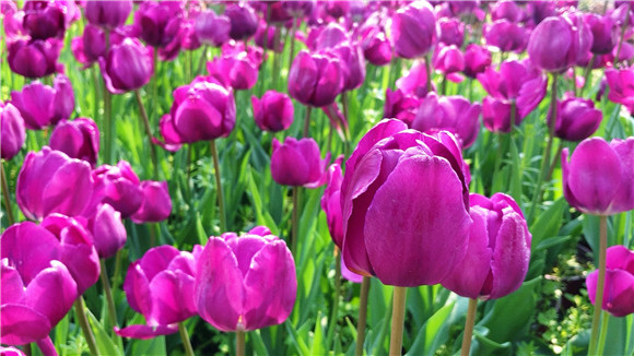 紫色郁金香。華龍網(wǎng)—新重慶客戶(hù)端袁舒含 攝