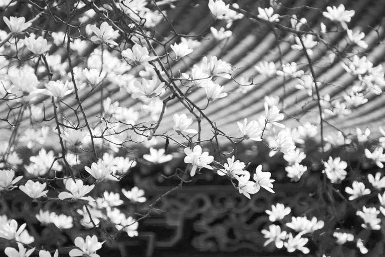 天水雙玉蘭堂，吟杜甫詩(shī) 煎泉水茶 賞白石書法