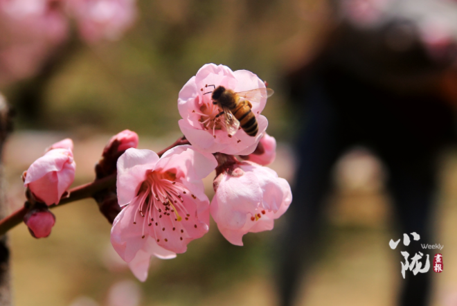 【小隴畫報(bào)·113期】最美人間四月天，灼灼桃花映秦安