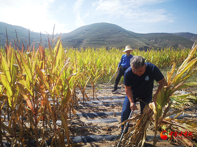 【慶豐收 感黨恩】定西安定：劉鴻奎的豐收節(jié)！