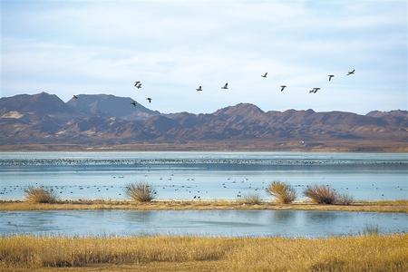 武威市民勤縣石羊河國(guó)家濕地公園群鳥翔集