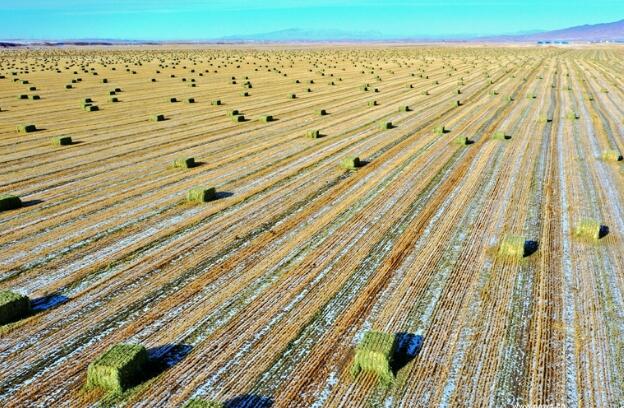 【“飛閱”中國】瞰！山丹馬場撒“青豆”