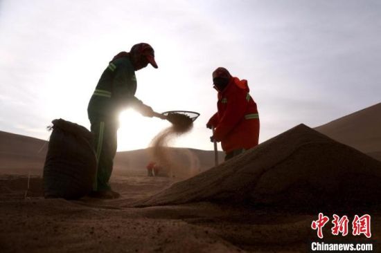 圖為“駱駝保姆”用土方法清理駝糞。　張曉亮 攝