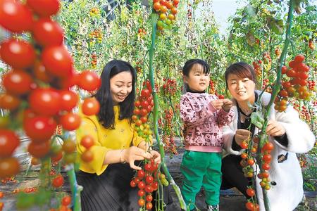 酒泉市肅州區(qū)東洞戈壁產業(yè)園里的圣女果、人參果陸續(xù)成熟上市