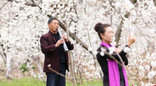甘肅武都：“櫻桃第一村”花開(kāi)“俏爭(zhēng)春”