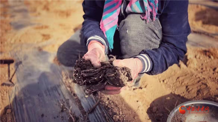 【隴拍客】好消息！榆中縣馬坡鄉(xiāng)在高海拔的馬銜山山麓種植1500畝當(dāng)歸