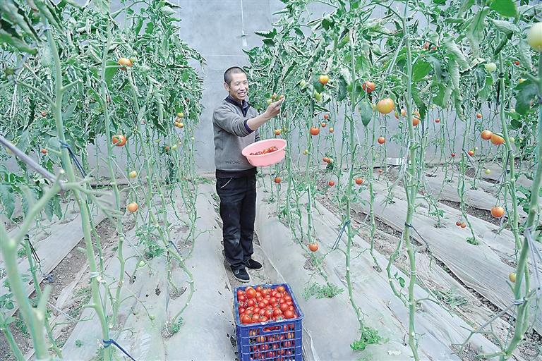 臨夏縣尹集、刁祁鎮(zhèn)易地扶貧搬遷后續(xù)產(chǎn)業(yè)園有日光溫室534座