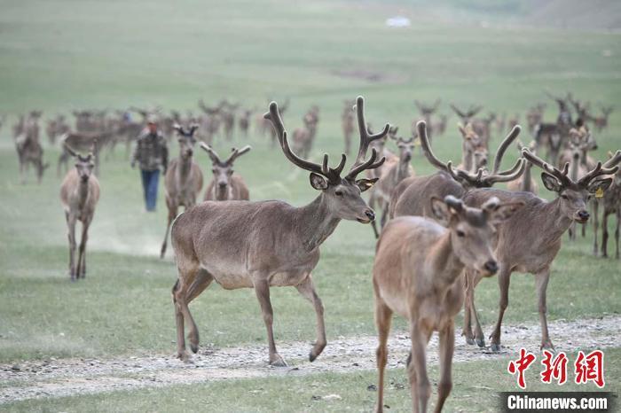 圖為肅南縣馬鹿養(yǎng)殖場內(nèi)的鹿群?！钇G敏 攝