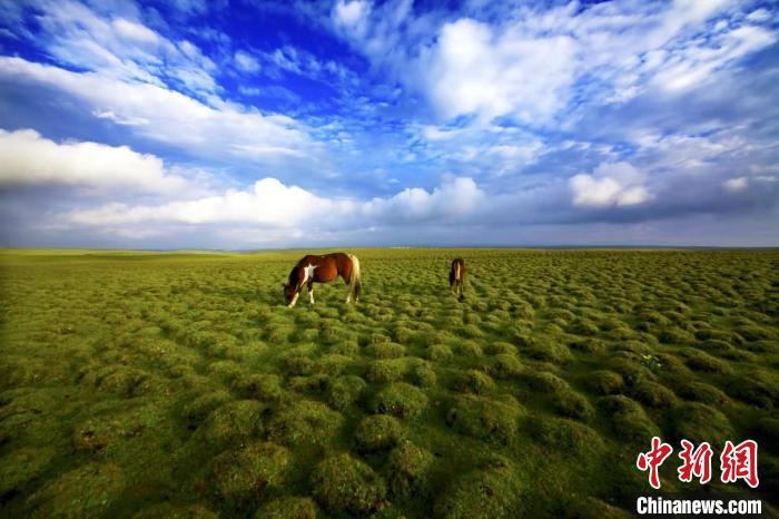 圖為甘肅甘南藏族自治州草原風光。(資料圖) 艾慶龍 　攝