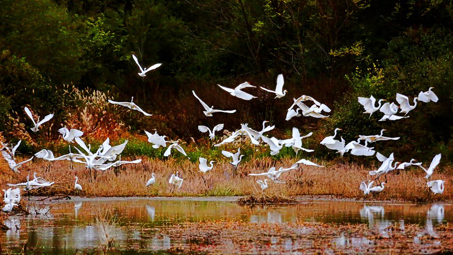 白鷺翩躚舞初冬。吳康軍攝