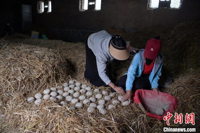酒曲成型之后入曲房，入室之前要灑水，再鋪青稞草，防止曲塊的水分被吸走，曲房內(nèi)有通風(fēng)道、窗戶、暖氣、電熱爐等各種控制曲房溫度的設(shè)備。圖為5月10日，工作人員將成型的曲塊搬運(yùn)到曲房。九美旦增　攝