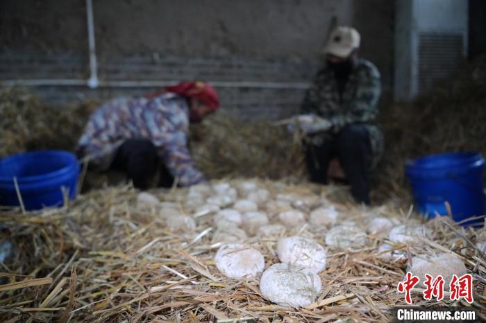 酒曲從曲坯入房培養(yǎng)到培養(yǎng)結(jié)束，整個培養(yǎng)周期控制在4至8天，曲坯的要求光滑，軟硬適宜，手按曲坯不松散，結(jié)實(shí)，薄厚一致。圖為5月10日，工作人員準(zhǔn)備將培養(yǎng)好的曲坯拿到外面晾曬。九美旦增　攝