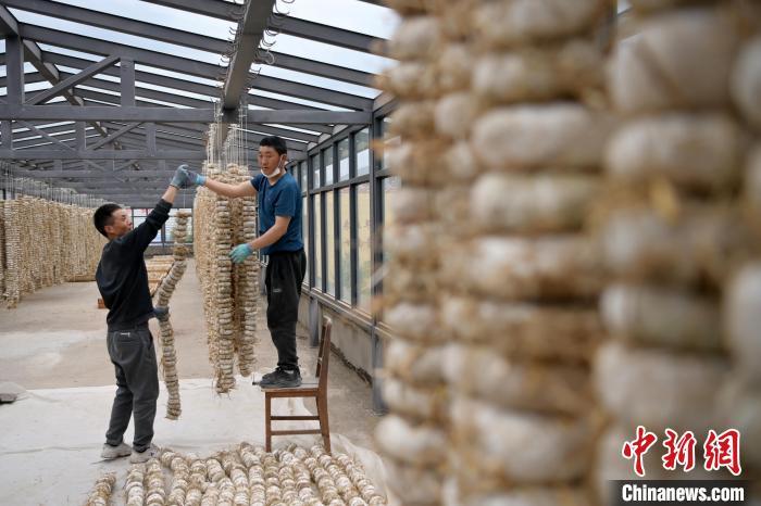 圖為5月10日，工作人員將用青稞面和青稞草等制成的曲坯用繩子串起來晾曬。九美旦增　攝