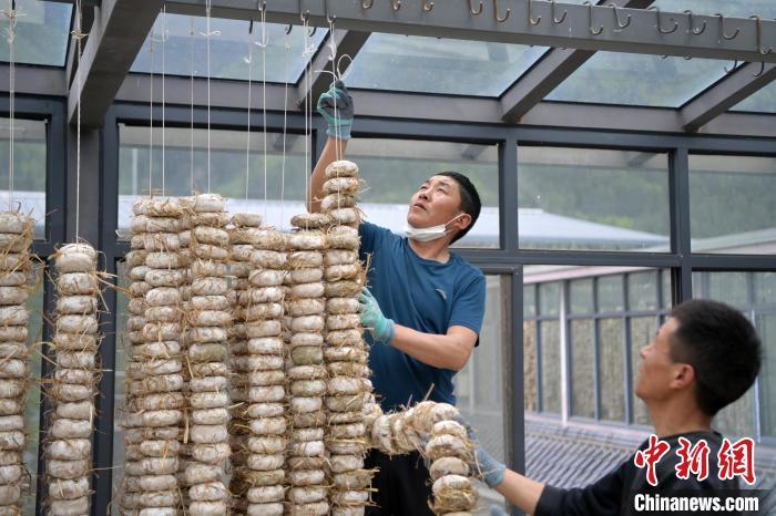圖為5月10日，工作人員將用青稞面和青稞草等制成的曲坯用繩子串起來晾曬。九美旦增　攝