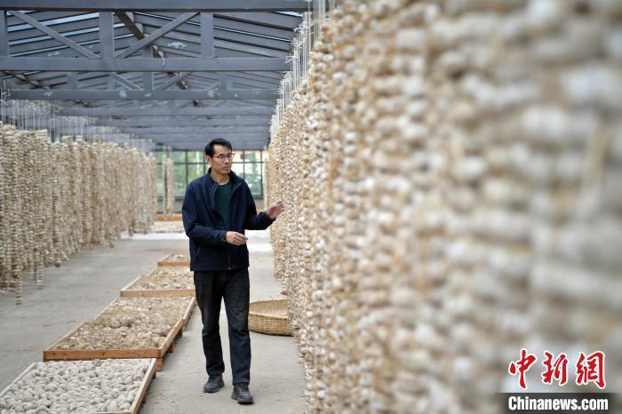 圖為5月10日，工作人員檢查晾曬的曲胚。九美旦增　攝