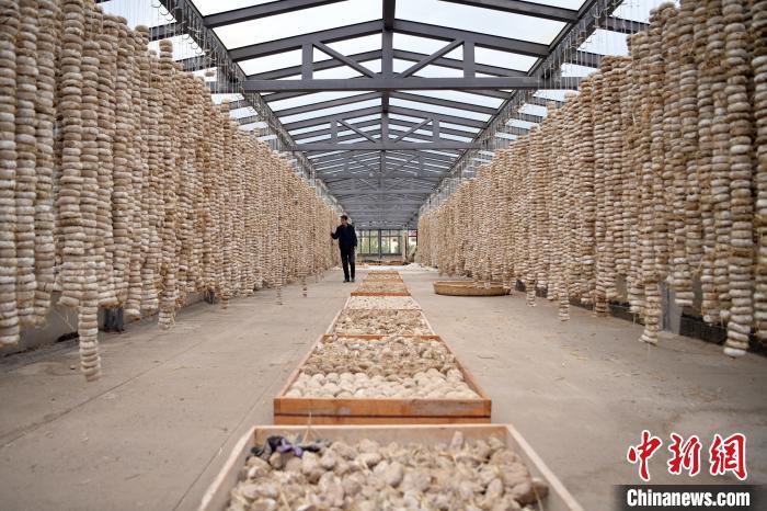 圖為5月10日，工作人員檢查晾曬的曲胚。九美旦增　攝