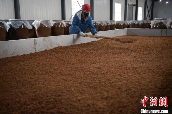 圖為5月10日，工作人員整理鋪撒的酒醅。九美旦增　攝