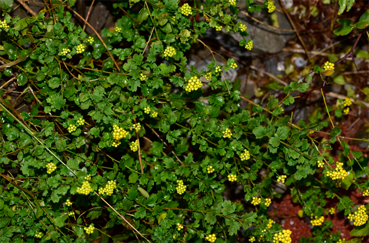 1732871509368205.png 27-2.png