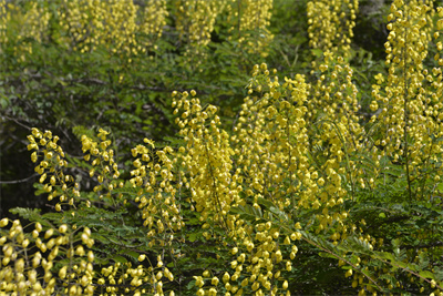 云實(shí) (1).JPG