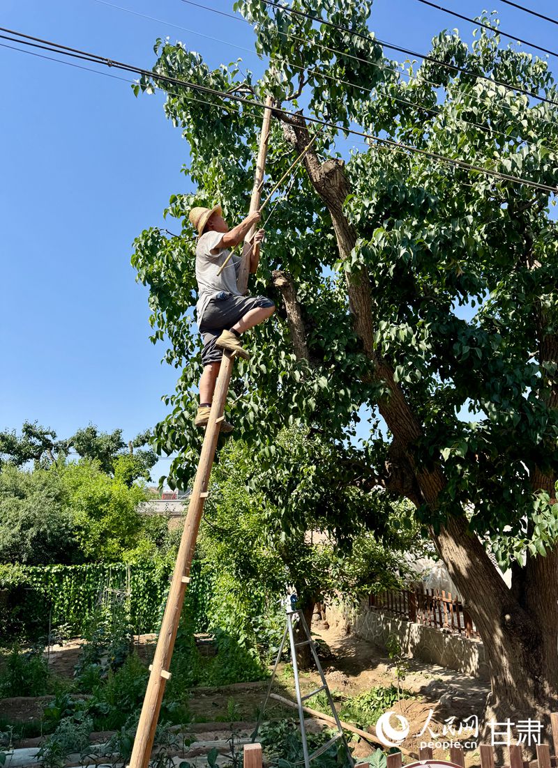 什川古梨園果農(nóng)魏至玉正踩著蜈蚣梯修剪自家的百年梨樹。人民網(wǎng)記者 焦隆攝