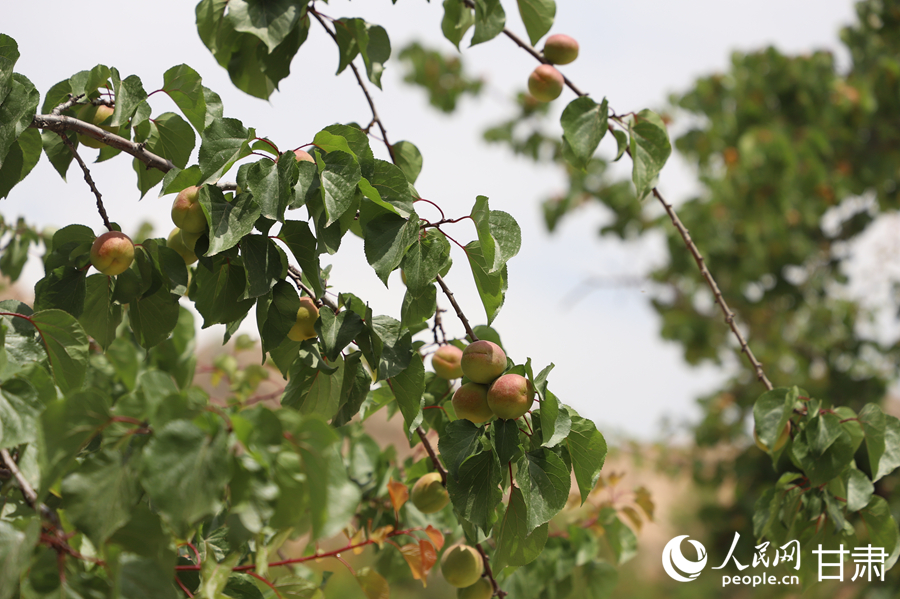 蘭溝村百畝杏林的杏子即將成熟。人民網(wǎng)記者 焦隆攝